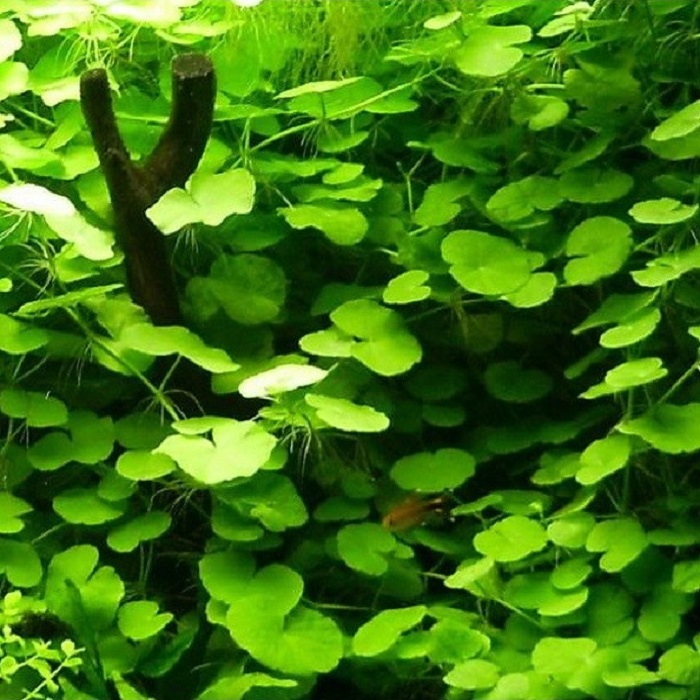 Hydrocotyle Leucocephala Flora Aqu tica 