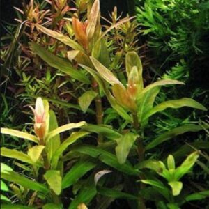 Ammannia pedicellata