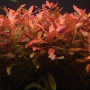 Ammannia senegalensis