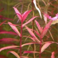 Limnophila aromatica