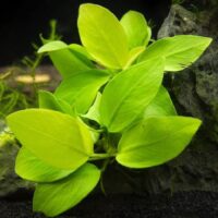 Anubias barteri var. nana 'Golden'