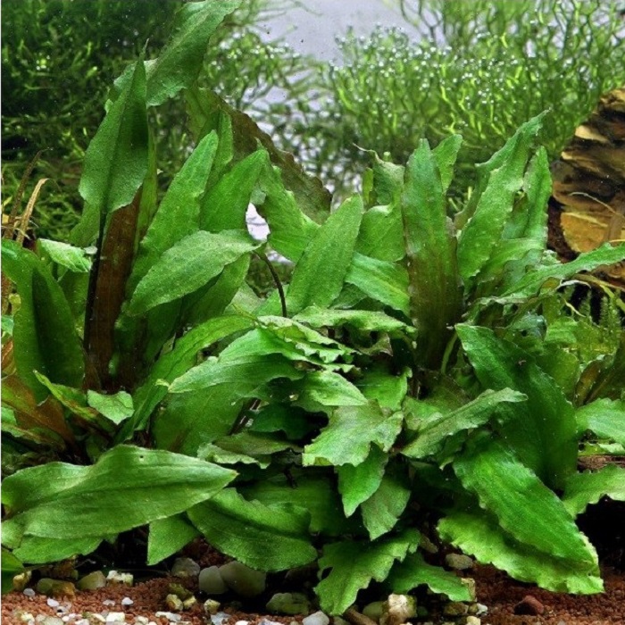 Cryptocoryne Wendtii Green Flora Aqu tica Cryptocoryne Wendtii Green Flora Aqu tica