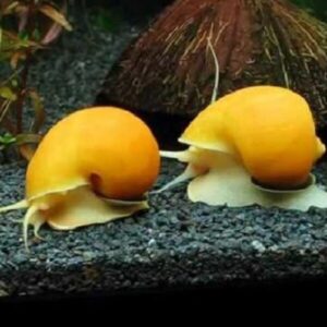 Ampularia Dourada (Pomacea diffusa 'Golden')