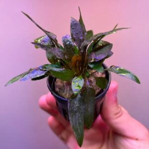 Cryptocoryne wendtii 'Indonesia'