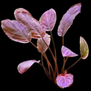 Lagenandra Meeboldii 'Red'