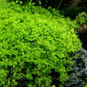 Micranthemum sp. "Monte Carlo"