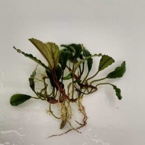 Bucephalandra 'Green Sanggau'