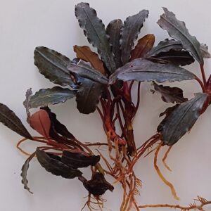 Bucephalandra 'Black Venti'