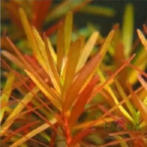 Rotala 'Gia Lai' (H'ra)