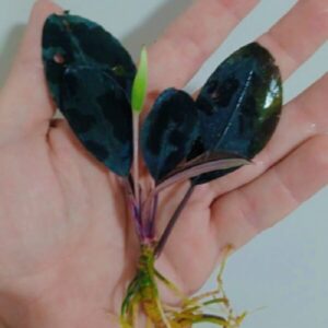Bucephalandra 'Dark Afrika'