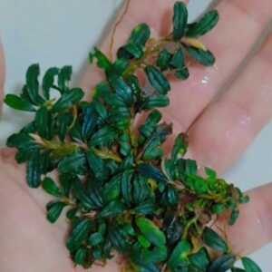 Bucephalandra 'Mini Phantom'