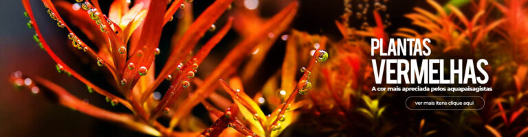 https://flora-aquatica.com.br/categoria-produto/aquarios/plantas-vermelhas/