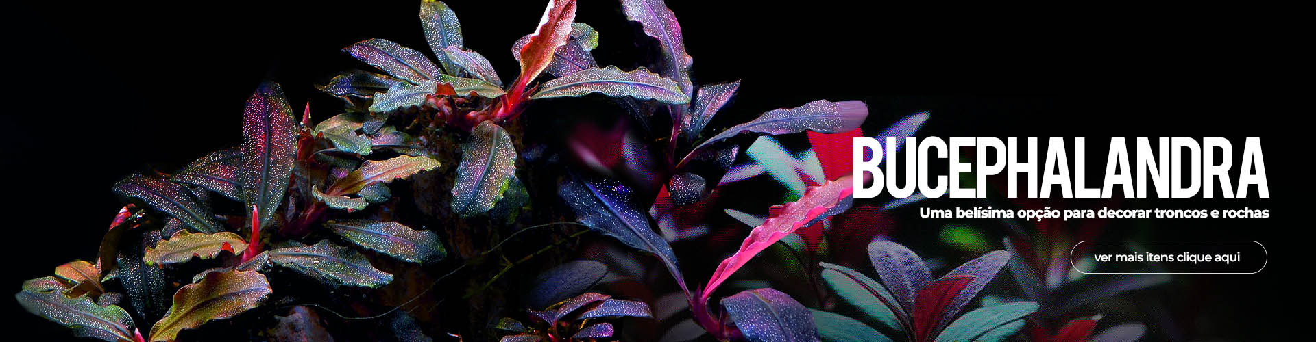 https://flora-aquatica.com.br/categoria-produto/aquarios/bucephalandra/