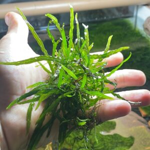 Microsorum pteropus 'Needle Leaf' (mini narrow leaf)