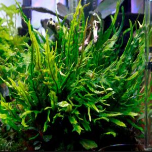 Microsorum pteropus 'Fork Leaf'