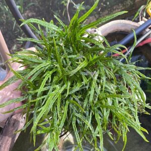 Microsorum pteropus 'Goliath' (mini trident)