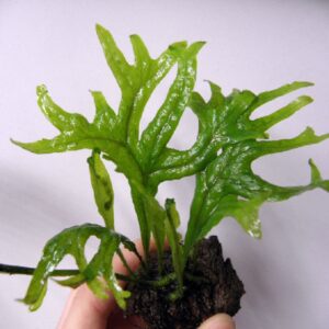 Microsorum pteropus 'Thor Hammer'