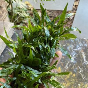 Microsorum pteropus 'Sulawesi' (Mini pteropus)