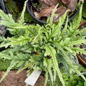 Bolbitis 'Gua Angin'