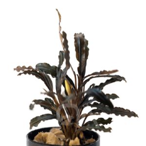 Bucephalandra 'Titan'