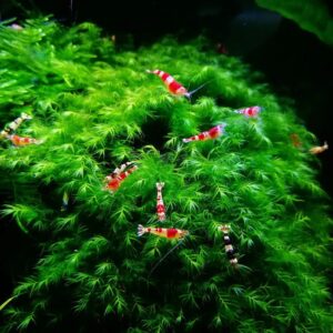 Fissidens fontanus (Phoenix Moss)