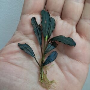 Bucephalandra 'Ghost 2011'