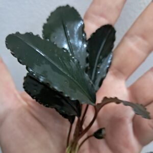 Bucephalandra 'Black Pink'