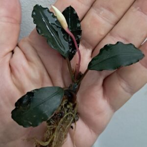 Bucephalandra 'Black Sordidula'