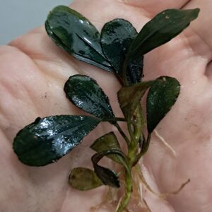 Lançamentos/Novidades * – Flora Aquática®