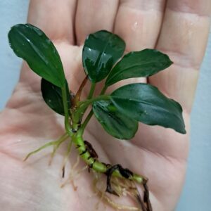 Bucephalandra 'Blue Giant'
