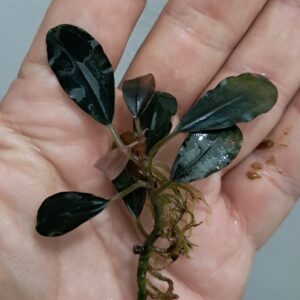 Bucephalandra 'Blue Sordidula'