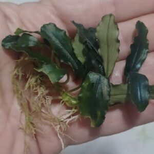 Bucephalandra 'Dark Elegance'