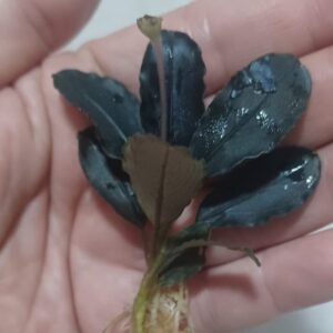 Bucephalandra 'Purple Emperor'