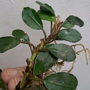 Bucephalandra 'Dark Hill'