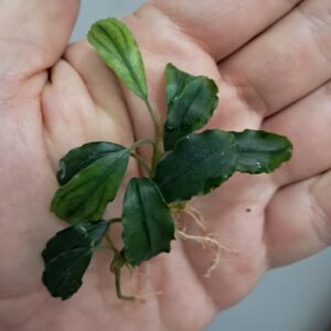 Bucephalandra 'Emerald'