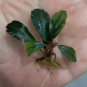 Bucephalandra 'Firebird'