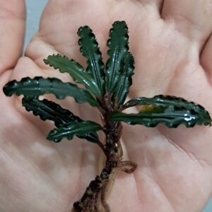 Bucephalandra 'Ghodzilla'