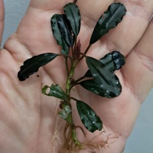 Bucephalandra 'Ghost 2011'