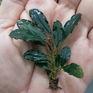 Bucephalandra 'Brownie Green Bill'