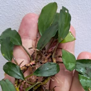Bucephalandra 'Green Hill'