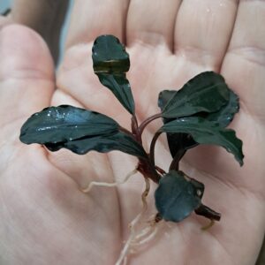 Bucephalandra 'Midnight Shine'
