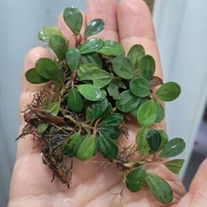 Bucephalandra 'Mini Red'