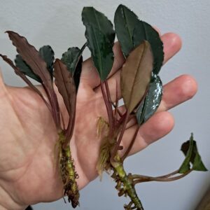 Bucephalandra 'Pink Lady'