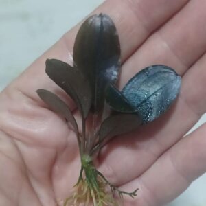 Bucephalandra 'Red Scorpion'