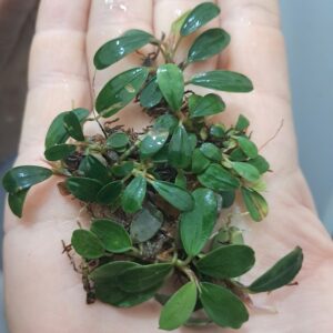 Bucephalandra 'Red Chilli'