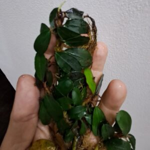 Bucephalandra 'Red Melawi'