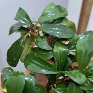 Bucephalandra 'Red Ruby'