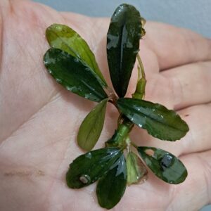 Bucephalandra 'Serawai'