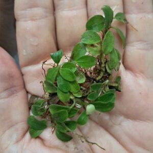 Bucephalandra 'Super Mini Coin'