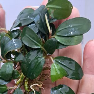 Bucephalandra 'Arrogant Blue'